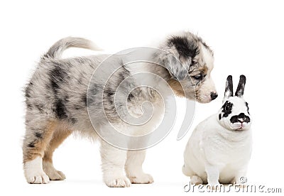 Australian Shepherd puppy playing and looking at a Dalmatian rabbit Stock Photo