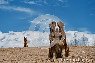 Blue sky on sunny day and two dogs. Australian Shepherd puppy red tricolor sits on sand dune and behind against background of Stock Photo