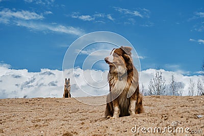 Australian Shepherd puppy sits on sand dune and behind adult German Shepherd against background of clouds, clear silhouette of dog Stock Photo