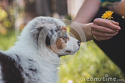 Australian Shepherd puppy tries to bite a dandelion flower. Blue merle eats a sweet spot. Trying to be a vegetarian Stock Photo