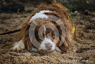 Australian Shepherd red tricolor on vacation. Dog was tired after active walk and games and lay down to rest. Aussie lies and Stock Photo