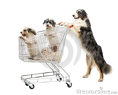 Australian Shepherd standing on hind legs and pushing a shopping cart with dogs against white background Stock Photo