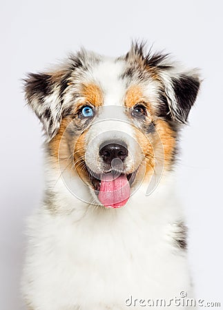 australian shepherd th blue-eyed merle puppy Stock Photo