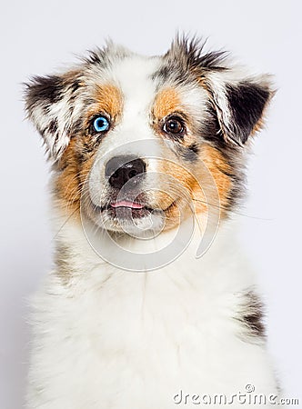 australian shepherd th blue-eyed merle puppy muzzle Stock Photo