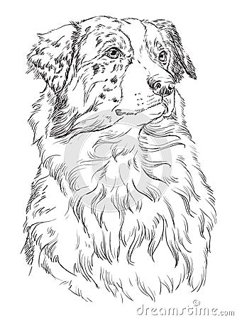 Australian shepherd vector hand drawing portrait Vector Illustration