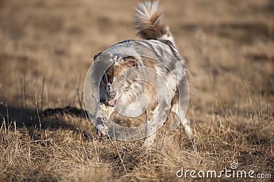 Australian Shepherd walking in nature Stock Photo