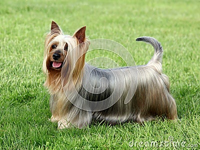 Australian Silky Terrier Stock Photo