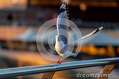 Gracious seagull take-off Stock Photo