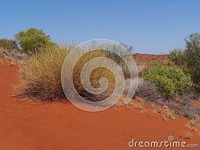 Australian Soft Spinifex in the desert Stock Photo