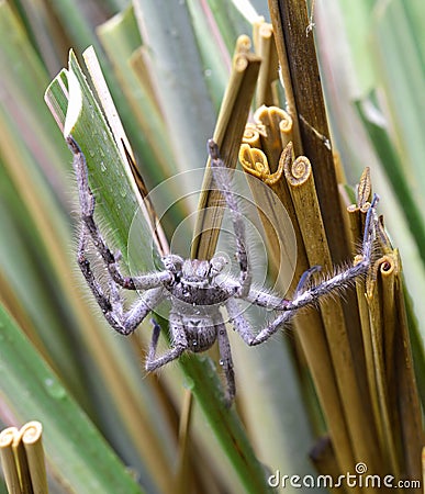 Australian Spider Stock Photo