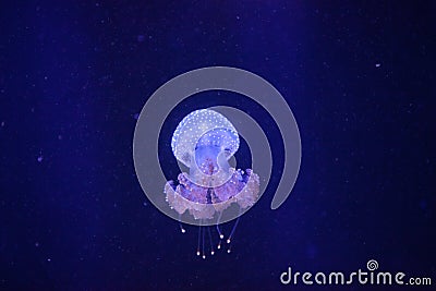 Australian spotted jelly, Phyllorhiza punctata Stock Photo