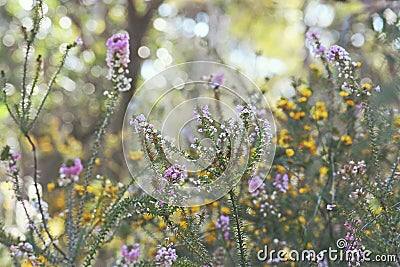 Australian spring nature background of colorful native wildflowers in a Sydney woodland understory Stock Photo