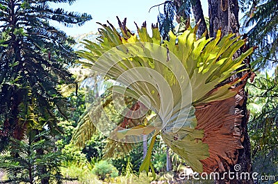 Australian Staghorn Fern Stock Photo