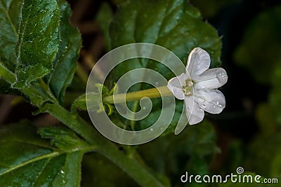 Australian Tobacco Stock Photo