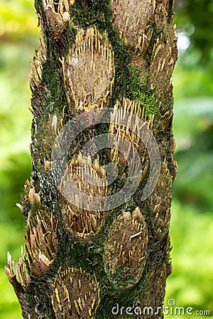 Australian tree fern cyathea cooperi trunk bark closeup - Davie, Florida, USA Stock Photo