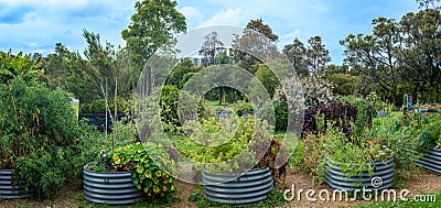 Australian urban community garden, raised beds growing vegetables and herbs Stock Photo