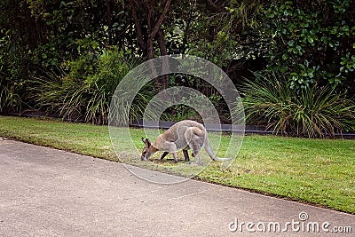 Australian Wallaby Eating Grass Stock Photo