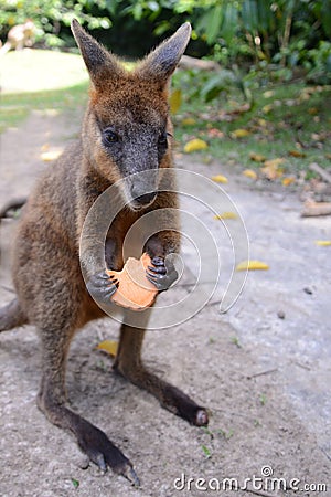 Australian wallaby feeding on a biscuit. Stock Photo