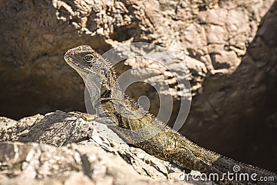 Australian water dragon (Intellagama lesueurii) Australian lizard sits on a stone on the seashore Stock Photo