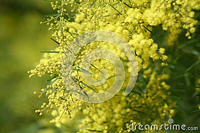 Australian Wattle Stock Photo