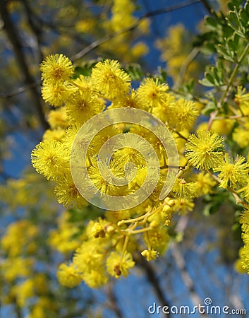 Australian Wattle Stock Photo