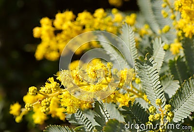 Australian wattle Stock Photo