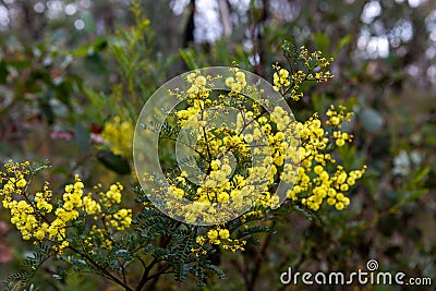 The Australian Wattle bush with a bright yellow flower at Blackheath New South Wales Australia on 13th June 2018 Stock Photo