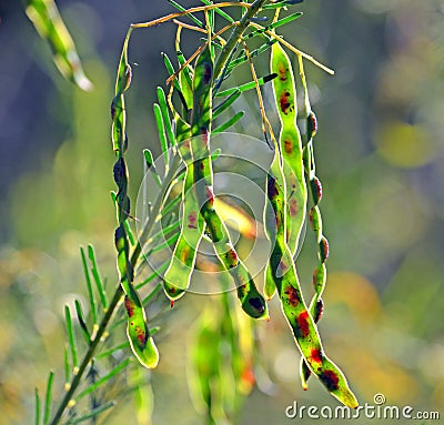 Australian Wattle seed pods Stock Photo