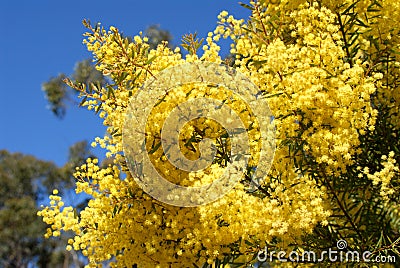 Australian wattle in spring with yellow flowering bloom Stock Photo