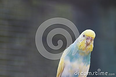 Australian wavy parrot on the nature. Stock Photo