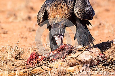 Australian Wedge-tail Eagle Eating a Kangaroo Stock Photo