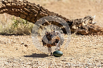 Australian wedge-tailed eagle Stock Photo