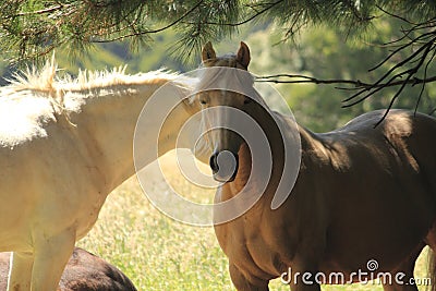 Australian horse farm Stock Photo