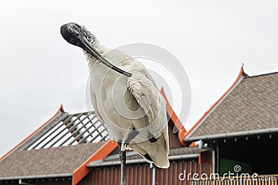 Australian White Ibis in Sydney Taronga Zoo, Australia Editorial Stock Photo