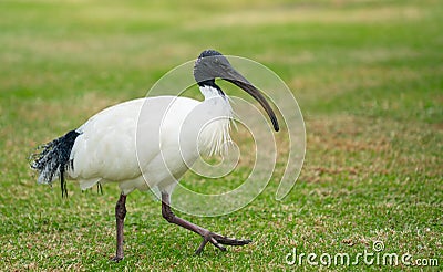 Australian white ibis Stock Photo