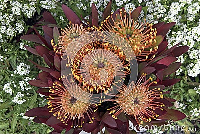 Australian Wild Flowers Stock Photo