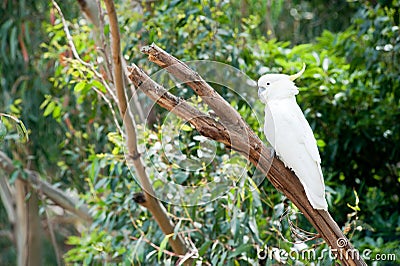 Australian wild parrot in the nature Stock Photo