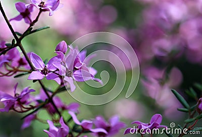 Australian wildflower background with copy space. Pink flowers of Boronia ledifolia Stock Photo