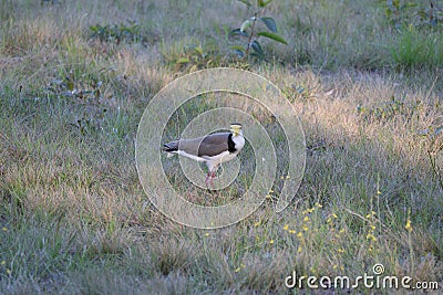 Australian Wildlife Series - Masked Lapwing - Vanellus miles Stock Photo