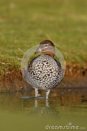 Australian wood duck or maned duck, Chenonetta jubata, Stock Photo