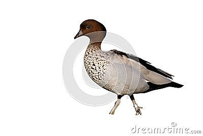 Australian wood duck or maned duck, Chenonetta jubata, Stock Photo