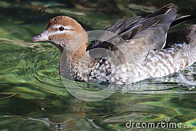 Australian wood duck, maned duck or maned goose Chenonetta jubata 1 Stock Photo