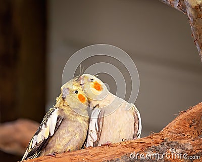 Australian Yellow Cockatiels Stock Photo