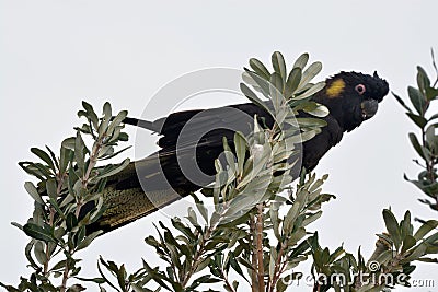 Australian Yellow Tailed Black Cockatoo Bird perched in a tree Stock Photo