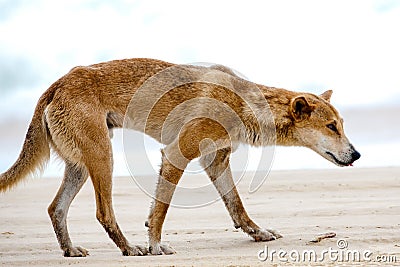 Australien dingo - wild dog on beach of Fraser Island Stock Photo