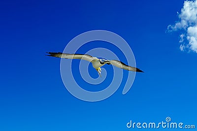 Austrasian Gannets at Muriwai, Auckland Stock Photo