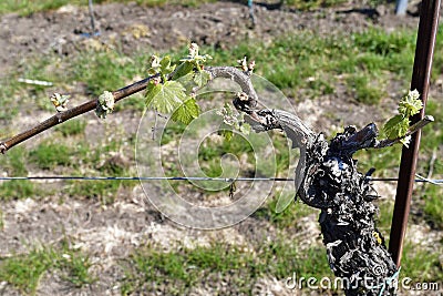 Austria, Agriculture, Viniculture Stock Photo