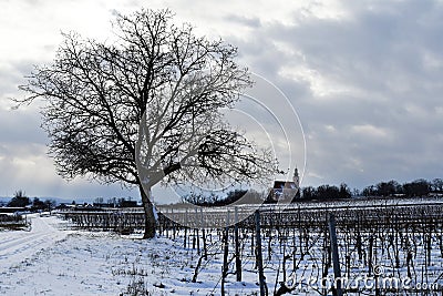 Austria, Season, Snow Covered Vineyards Stock Photo