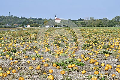 Agriculture, Pumpkin Field and rural village Stock Photo