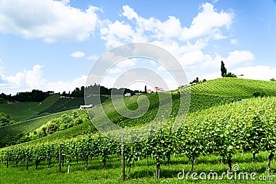 Austria, Slovenia Vineyards Sulztal, Herzerl Strasse Stock Photo